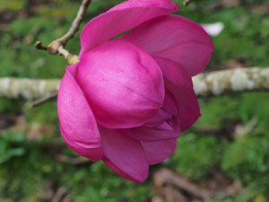 Magnolia sprengeri ‘Diva’ var. ‘Burncoose’