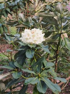 Rhododendron sinogrande seedling