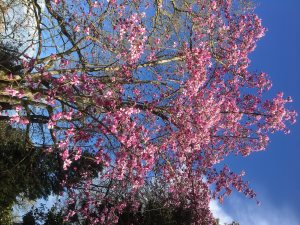 Magnolia ‘Mr Julian’