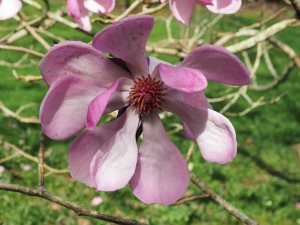 Magnolia sprengeri ‘Diva’