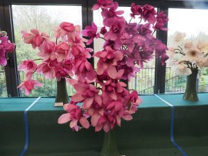 Our magnolia exhibit