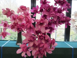 Our magnolia exhibit