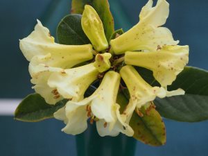 Rhododendron chrysodoron KW 28078