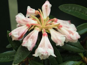Rhododendron recurvoides