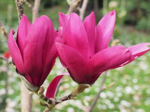 Magnolia ‘Burgundy Star’