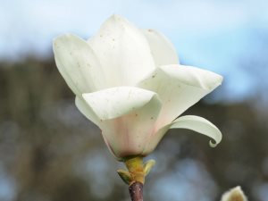Magnolia ‘Spring Rite’