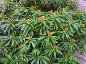 Euphorbia mellifera