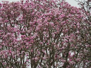 Magnolia dawsoniana seedling