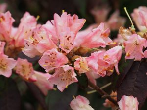 Rhododendron ‘Yaku Princess’