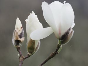 Magnolia ‘Anticipation’