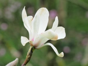 Magnolia ‘Lotus’