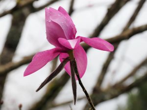 Magnolia dawsoniana ‘Chyverton Red’