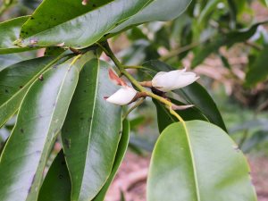 Magnolia macclurei