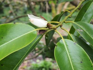 Magnolia macclurei