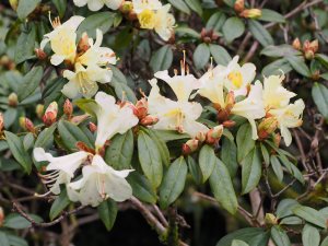 Rhododendron bauhiniiflorum