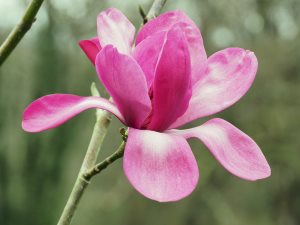 Magnolia sprengeri ‘Marwood Spring’
