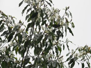 Magnolia maudiae platypetala