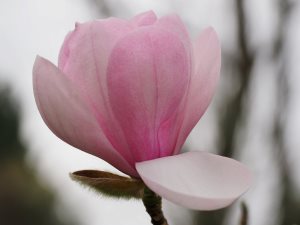 Magnolia sprengeri