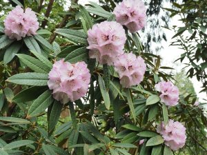 Rhododendron fansipanense