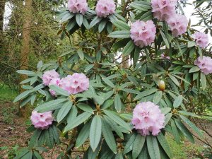 Rhododendron fansipanense