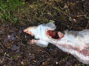 Squirrel eaten by stoat