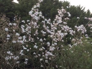 Magnolia campbellii ‘Trelissick Alba’