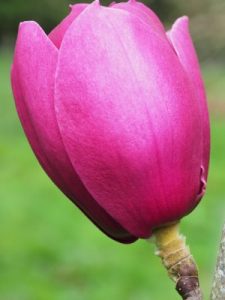 Magnolia ‘Black Tulip’ x Magnolia ‘Serene’
