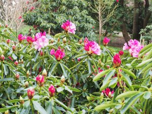 Rhododendron ‘Broughtonii’