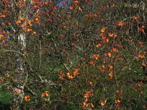 unnamed deciduous azalea