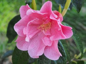 Camellia reticulata ‘Fée de l'Aulne’