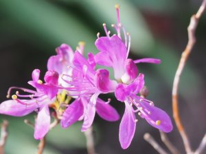 Rhododendron canadense