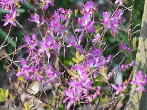 Rhododendron canadense