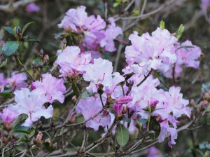 Rhododendron ‘Praecox’