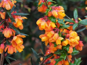 Berberis linearifolia ‘Orange King’