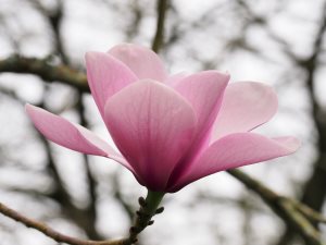 Magnolia sargentiana robusta x Magnolia sprengeri ‘Diva’