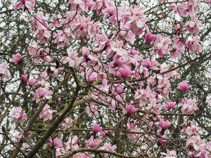 Magnolia sargentiana robusta x Magnolia sprengeri ‘Diva’