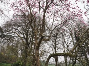 Magnolia sargentiana robusta x Magnolia sprengeri ‘Diva’