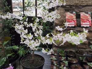 Prunus incisa ‘The Bride’