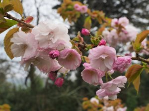 Prunus ‘Matsumae-hanaguruma’