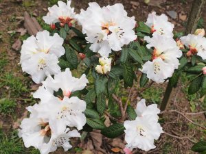 Rhododendron edgeworthii x leucaspis