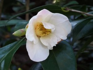 Camellia x williamsii ‘Francis Hanger’