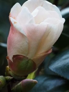 Camellia x williamsii (unnamed)