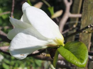Magnolia pseudokobus ‘Kubushi-modoki’
