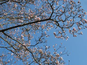 Magnolia x veitchii ‘Peter Veitch’