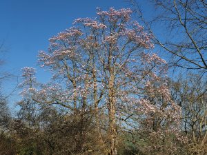 Magnolia x veitchii ‘Peter Veitch’