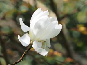 Magnolia x loebneri ‘Mags Pirouette’