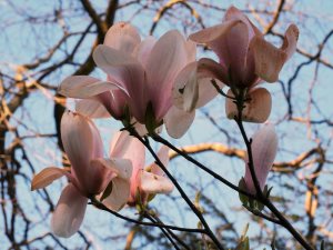 Magnolia x veitchii seedling