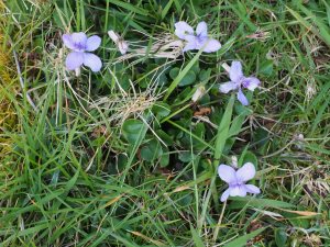 wild violets