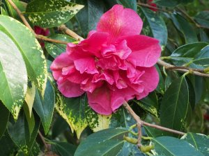 Kunming (reticulata) camellias