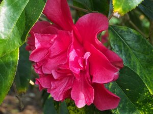 Kunming (reticulata) camellias